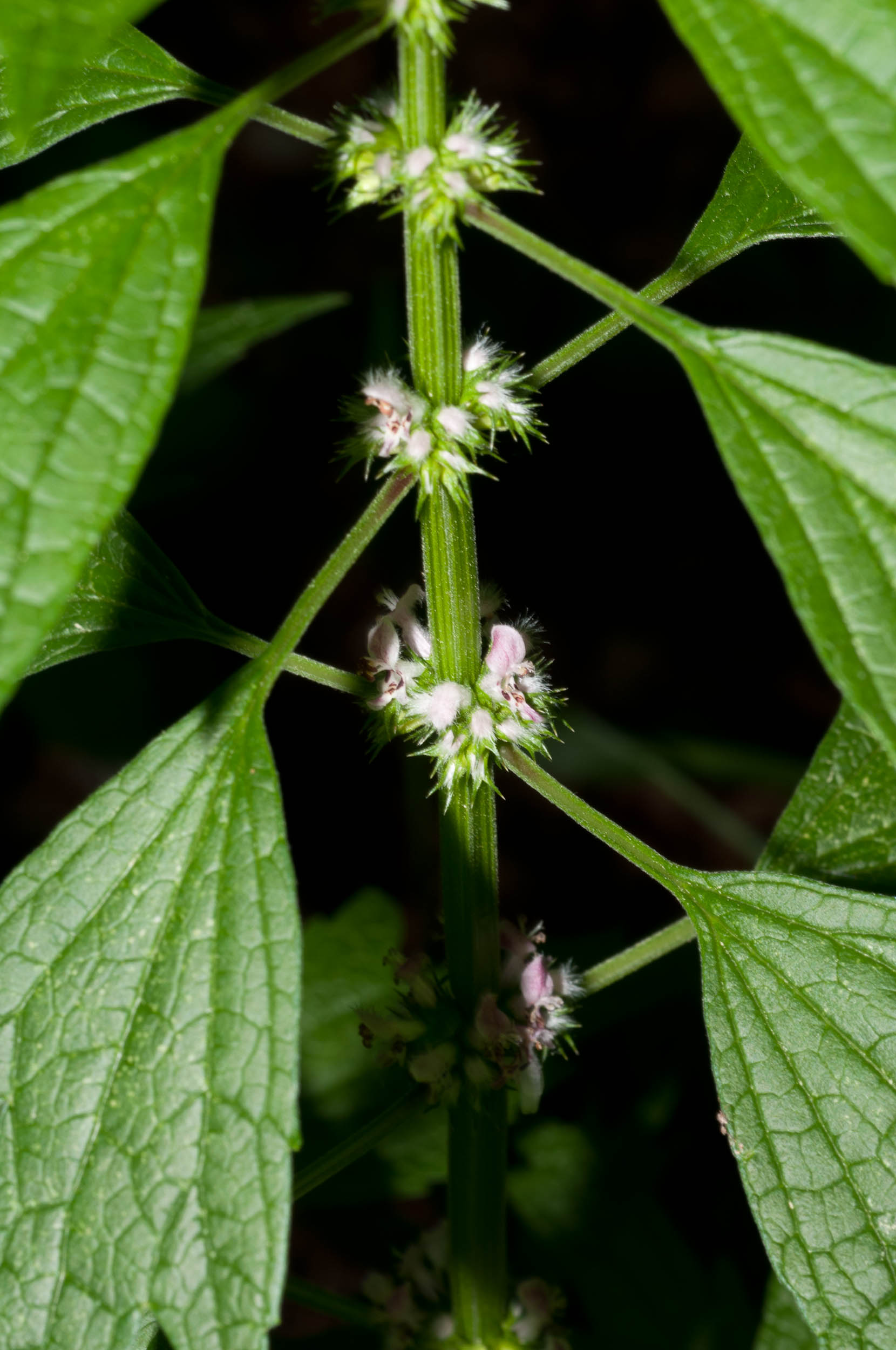 motherwort